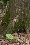 Pink lady's slipper <BR>Moccasin flower